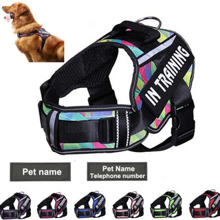 Pet Restraints