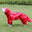 male dog