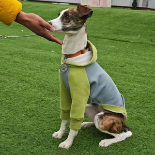 Soft Green Fleece Coat for Huibit Dog Clothes Elastic Spring Autumn Sweatshirt for Bedlington Little Greyhound Hooded Pajamas