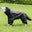 male dog 1